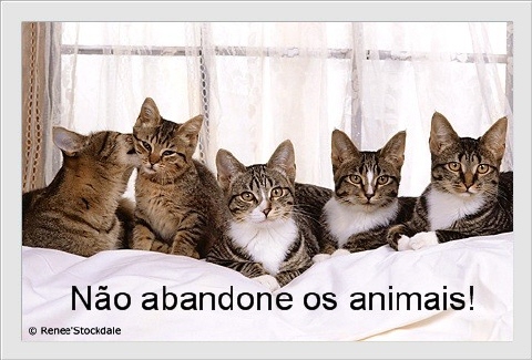 Cinco gatos locos...