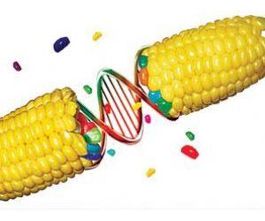 OGM: siete preguntas...