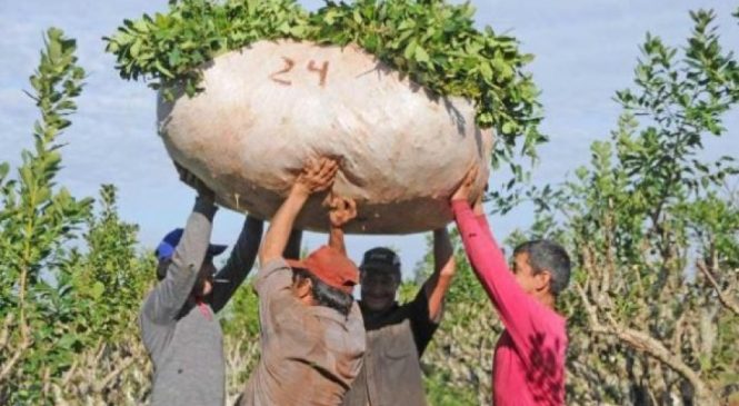 Jorge Pedrozo: una vida de sacrificio y explotación en la yerba mate