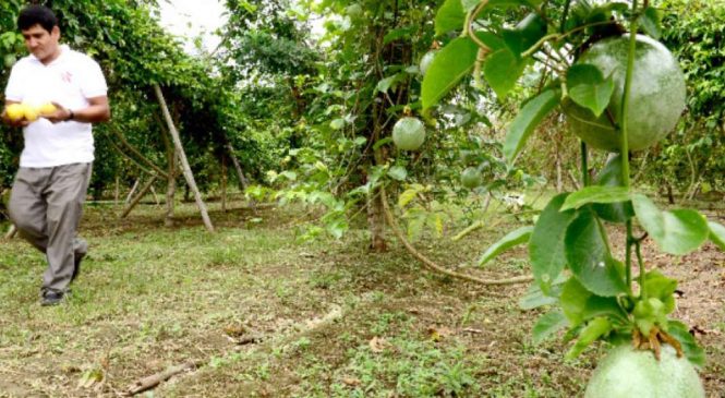 La agricultura familiar produce el 80% de los alimentos