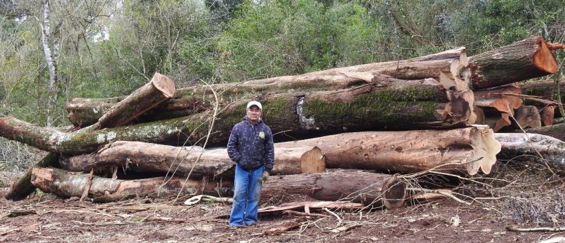 Misiones: Ecología suspende explotación del bosque nativo en Arroyo 9