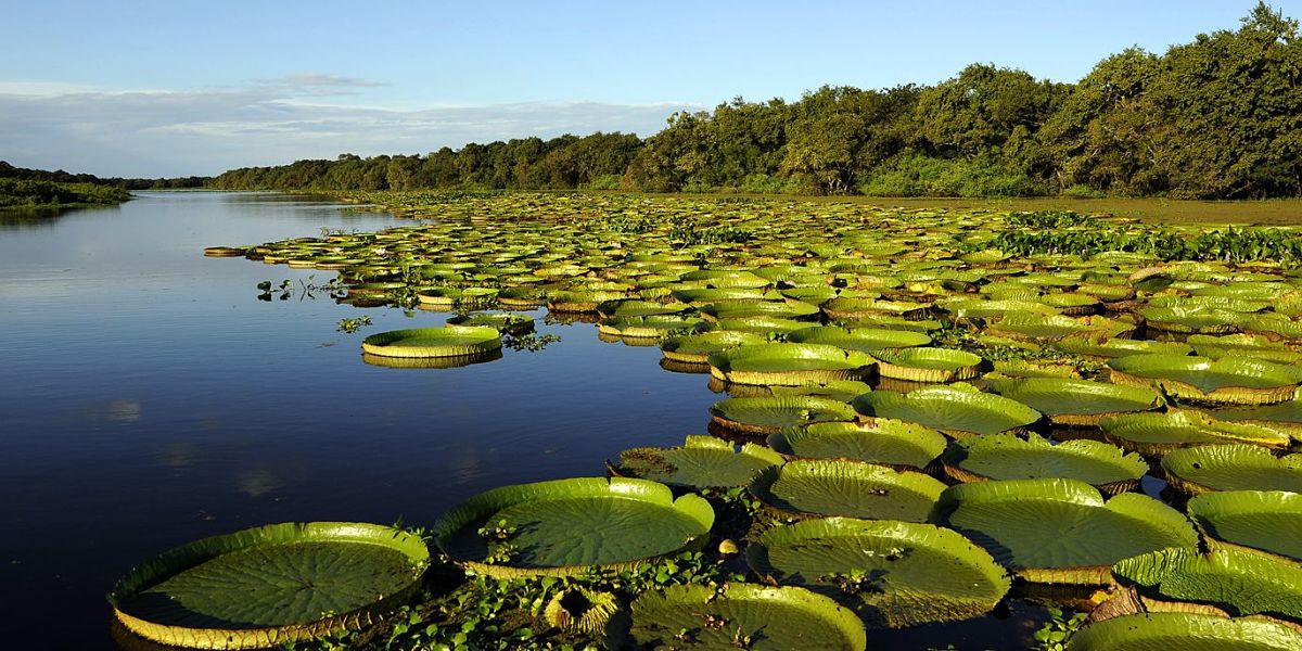 Parque Nacional Iberá pone en peligro territorio indígena guaraní