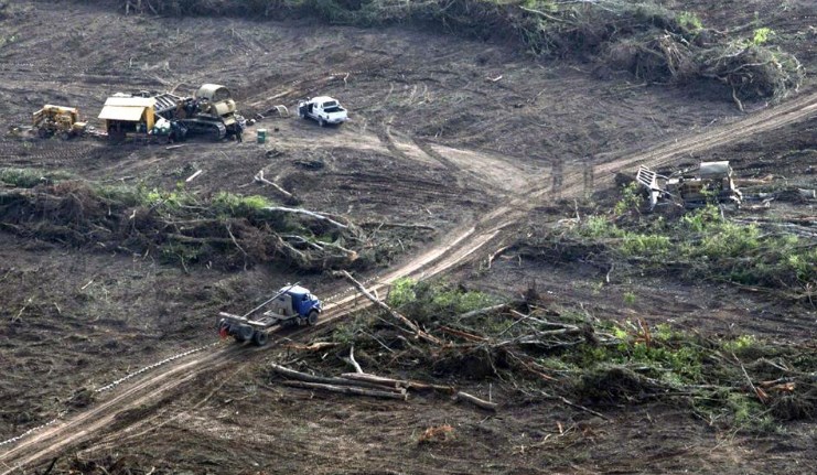Inédita condena en Salta: desforestó miles de hectáreas y deberá plantar árboles por 30 años