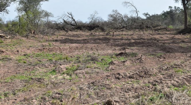 Chaco: Estafa ambiental y cambio climático