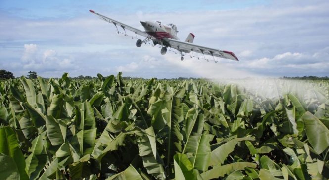 Acción global contra Monsanto: la lucha contra los agrotóxicos que nos están matando