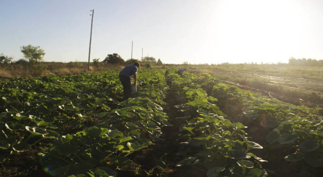 Tierras para una vida digna, producir sano y terminar con el hambre