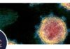 Audio e infografía con peras y manzanas: Colectivo de divulgación científica ofrece información sobre Coronavirus