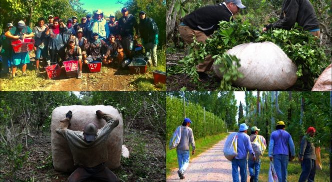 Los olvidados de la cuarentena: la situación de las y los trabajadores rurales golondrina