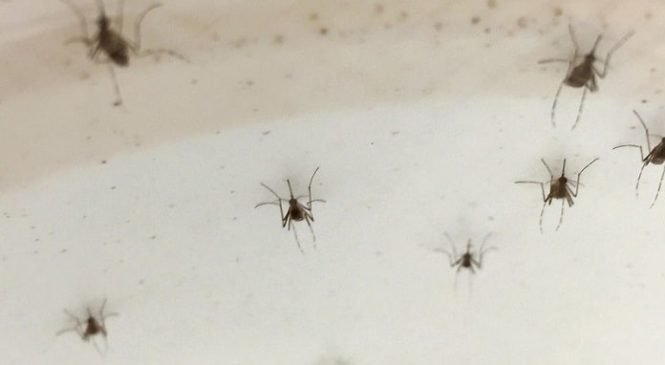 “La epidemia de dengue era previsible”