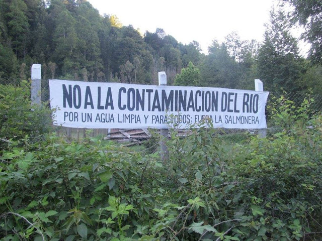 Comunidades Mapuche en Chile recurren a Tribunal Ambiental por conflicto de planta  acuicola salmonera