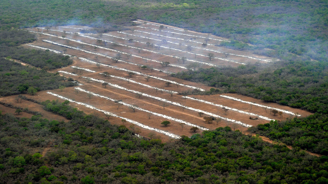 La deforestación y una promesa de resistencia indígena: “Pondremos nuestro cuerpo para frenarla”