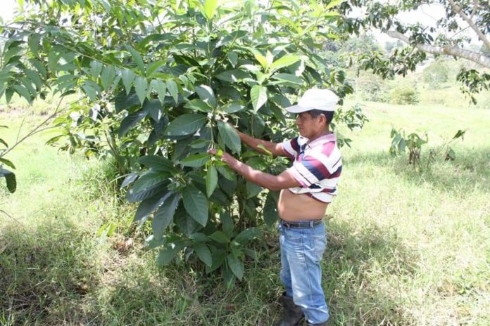 Guatemala: Queman vivo a médico maya que protegía conocimientos ancestrales