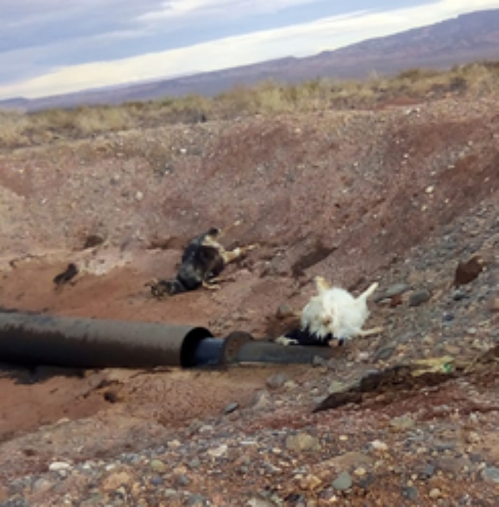 Mendoza: muerte de animales por derrames y gases tóxicos de YPF