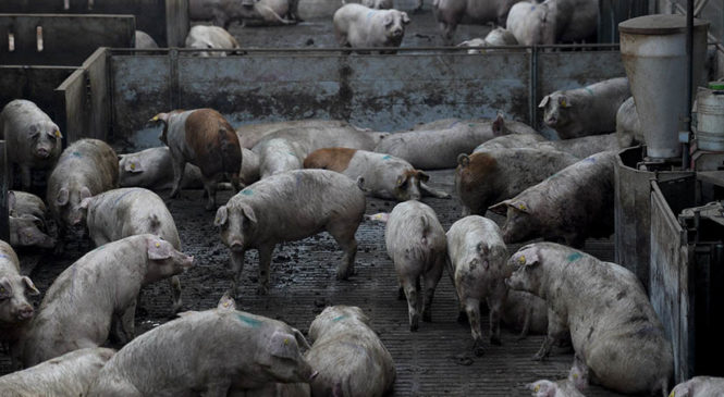 “No queremos transformarnos en una factoría de cerdos para China, ni en una fábrica de nuevas pandemias”