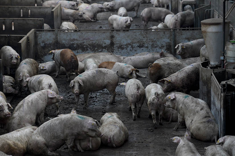 “No queremos transformarnos en una factoría de cerdos para China, ni en una fábrica de nuevas pandemias”