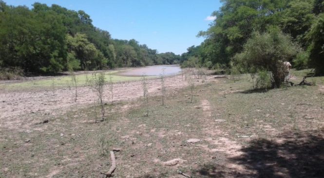 Efecto coronavirus en el Pueblo Wichí: “Volver a la tierra es mucho mejor”