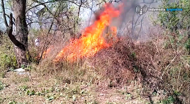 Continúan los incendios en los humedales del Paraná