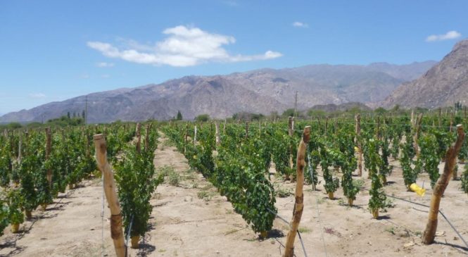 Conflictos por la tierra en Molinos: vinos de altura y derechos comunitarios