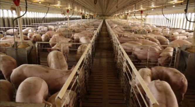 Mega granjas de cerdos = Fábrica de pandemias