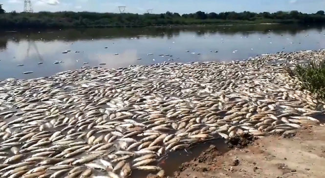 Santa Fe: detectan herbicidas y plaguicidas en el Río Salado y en peces muertos