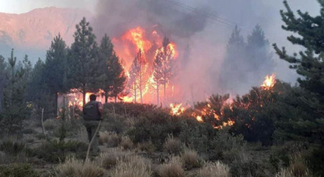 Las plantaciones de pino aceleran la expansión de los incendios forestales