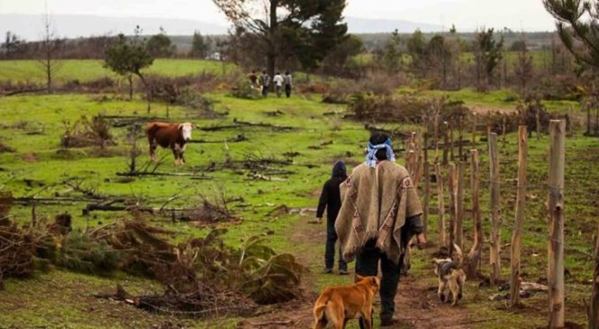 Chile: Vida rural campesina y mapuche en tiempos de crisis sanitaria