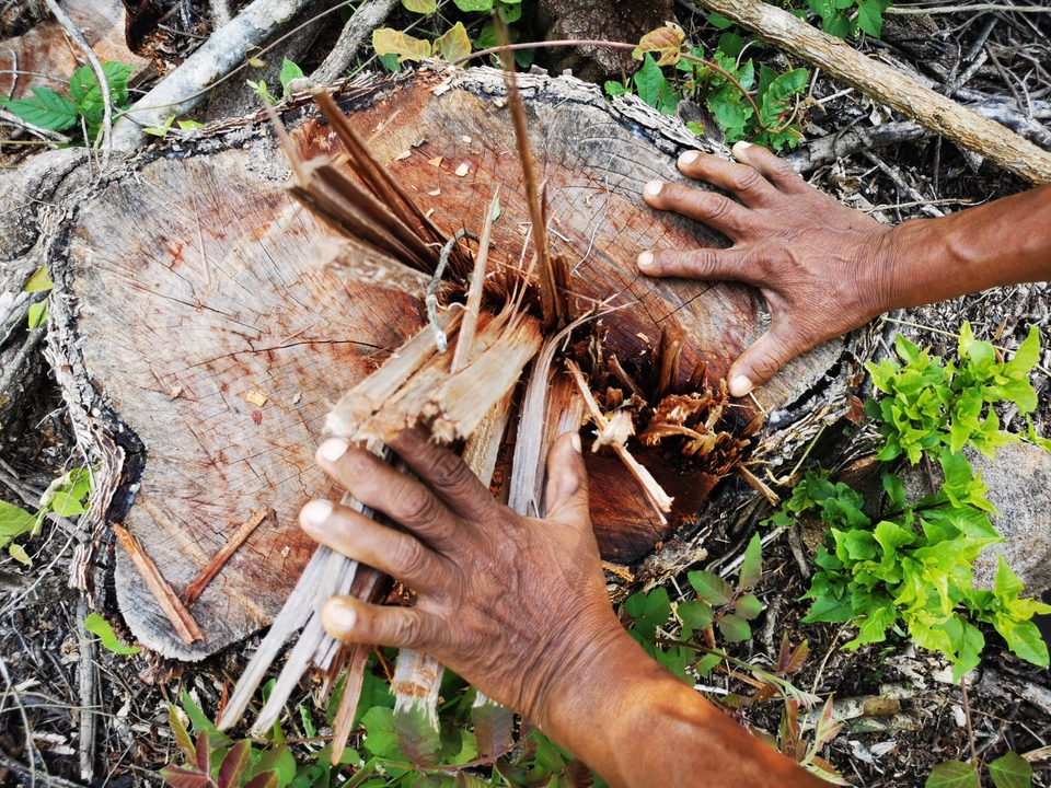 Salta: sigue la tala ilegal en tierras originarias pese una cautelar que la prohíbe