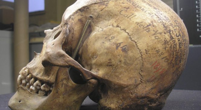 Francia devolverá los restos de un tehuelche que estaban en el Museo del Hombre de París