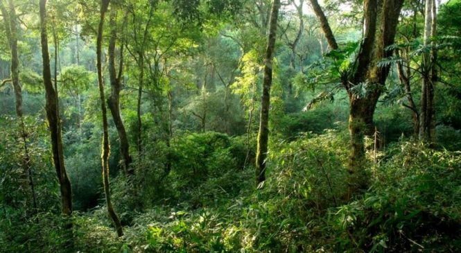 Los guardianes del bosque, fundamentales contra el cambio climático