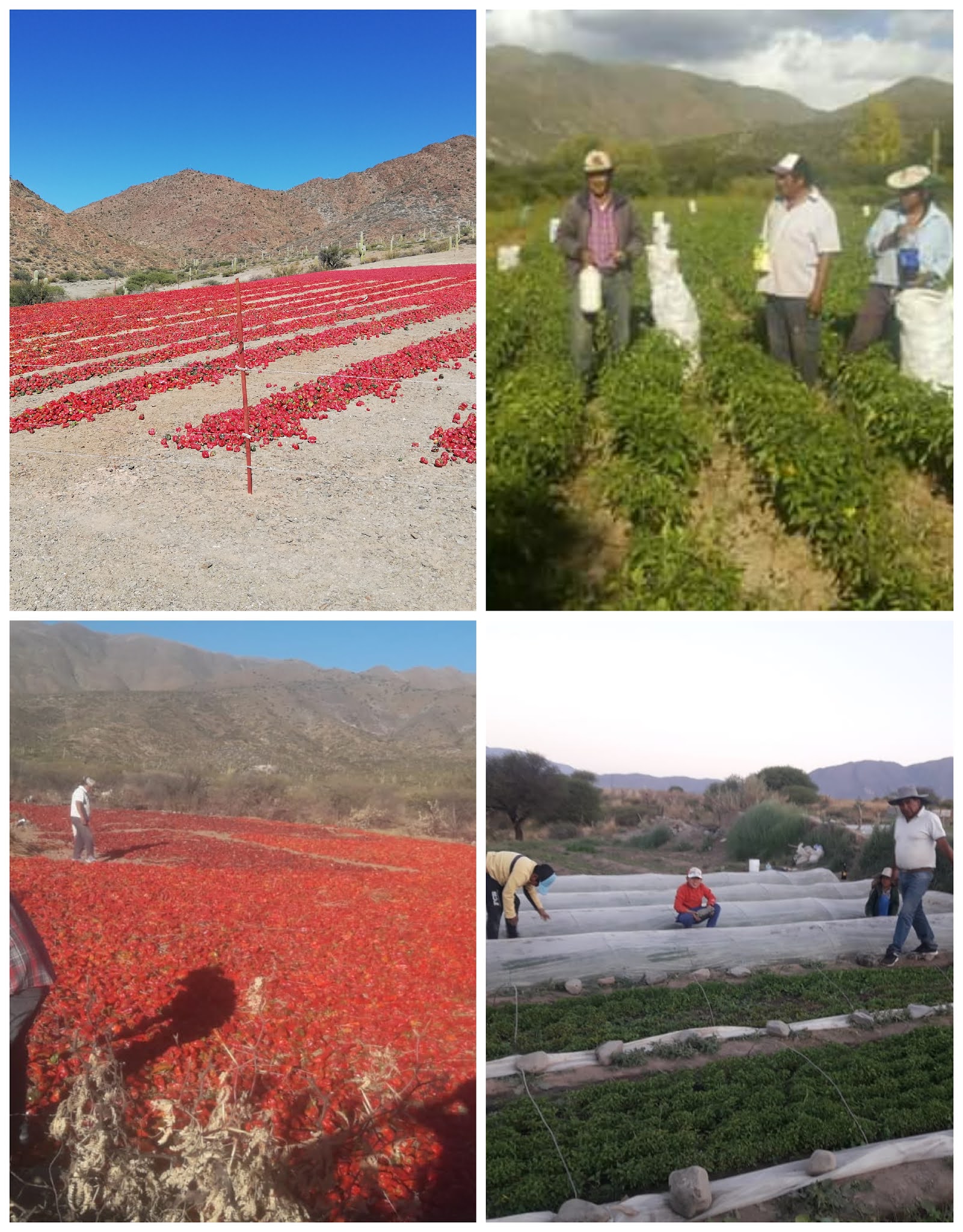 Salta: Agricultura Diaguita, Autonomía y Resistencia territorial