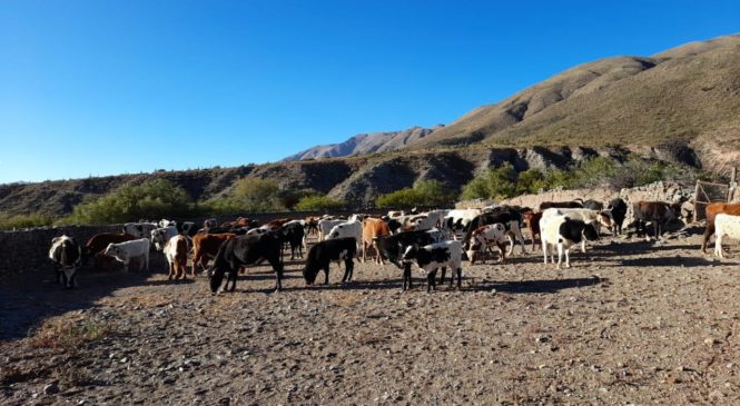 Salta: trabajo colectivo de juntada, señalada y vacunada de la hacienda en Kachi
