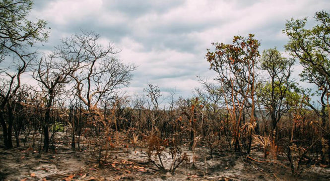 Empresas y bancos europeos participan en la destrucción de bosques y sabanas de Brasil