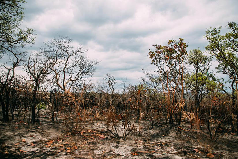 Empresas y bancos europeos participan en la destrucción de bosques y sabanas de Brasil