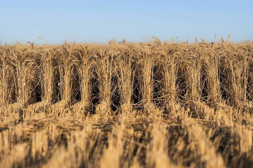 Un juez federal ordenó al Gobierno abrir un proceso de participación ciudadana por el trigo HB4