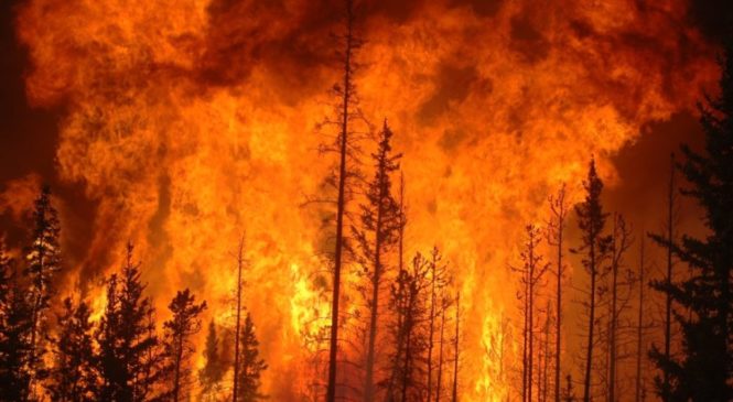 Catástrofes por incendios forestales en Chile: Las plantaciones exóticas industriales de pino y eucalipto son altamente inflamables