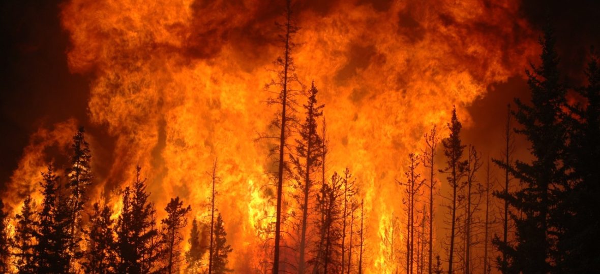 Catástrofes por incendios forestales en Chile: Las plantaciones exóticas industriales de pino y eucalipto son altamente inflamables - Indymedia Argentina Centro de Medios Independientes (( i ))