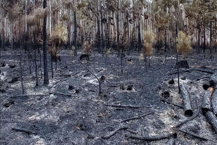 Incendios en Corrientes: un desastre ambiental en el que no solo el clima es culpable
