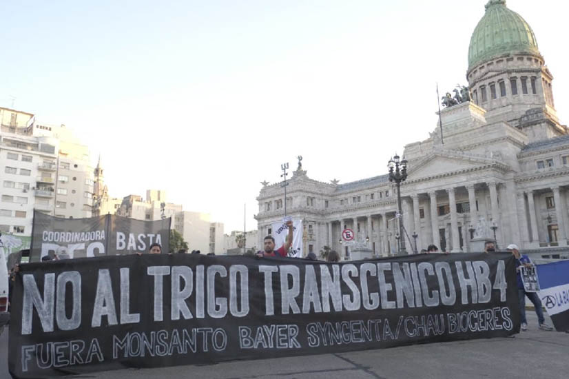 Trigo HB4: realidades, mitos y relatos sobre los cultivos transgénicos