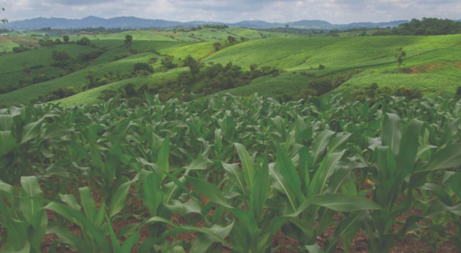 Ecuador: La expansión del maíz híbrido 