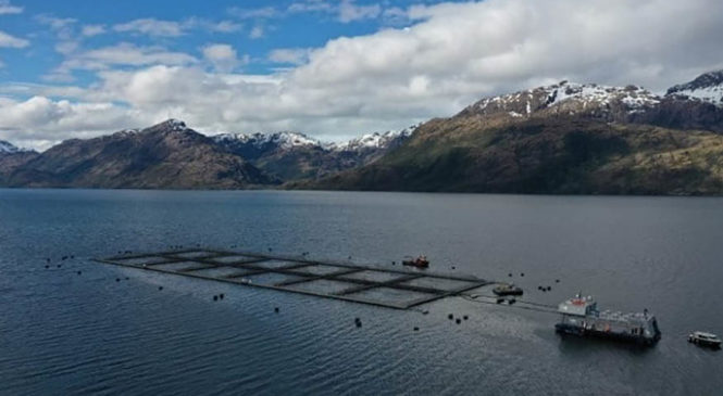 Fuerte presión en Chile de empresas salmoneras sobre áreas de conservación Kawésqar
