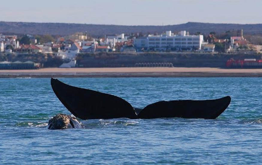 En defensa del Golfo de San Matías