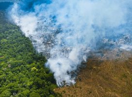 Brasil: deforestación acumulada en 2022 es la segunda peor en 15 años