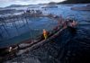 Impactos de la industria salmonera: Alerta desde Chile por fondos marinos muertos en Patagonia austral