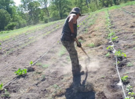 Mendoza: Productores agroecológicos en riesgo de perder sus tierras por decisión del gobierno provincial