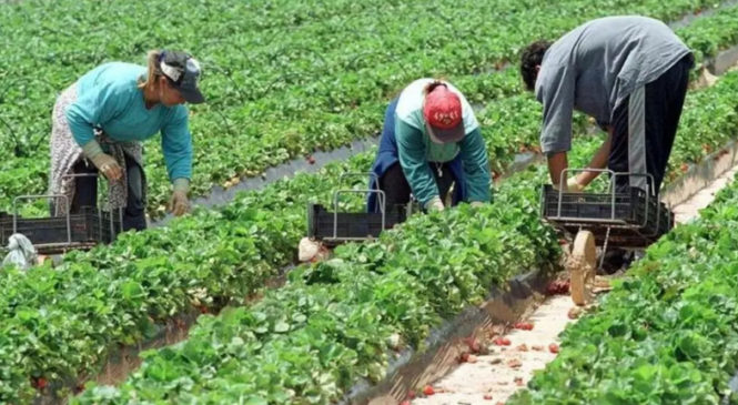 E$paña explotadora: El horror de las jornaleras marroquíes
