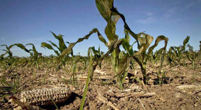 Sequía: Las exportaciones del agro caerían USD 14.000 millones
