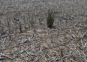 La sequía llega a gran parte del país y afecta a la producción agropecuaria
