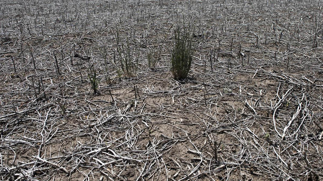 La sequía llega a gran parte del país y afecta a la producción agropecuaria