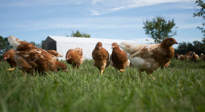 Cría de gallinas, huevos pastoriles y agroecología como forma de vida