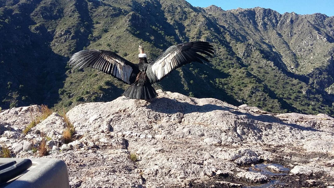 San Luis: Investigación detectó 70 contaminantes en las plumas de cóndores andinos de la provincia